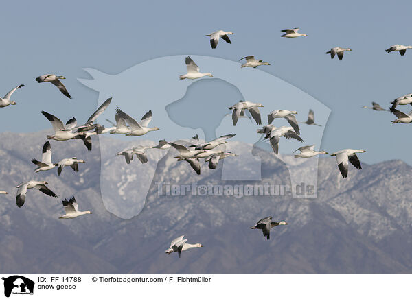 Schneegnse / snow geese / FF-14788
