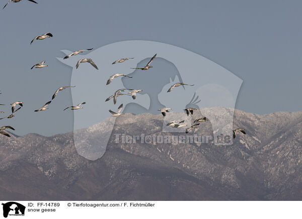 Schneegnse / snow geese / FF-14789