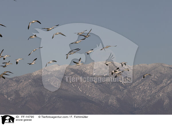 Schneegnse / snow geese / FF-14790