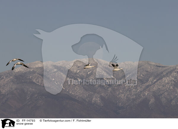 snow geese / FF-14793