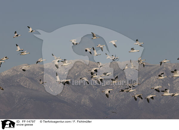 Schneegnse / snow geese / FF-14797