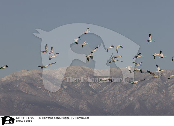 Schneegnse / snow geese / FF-14798