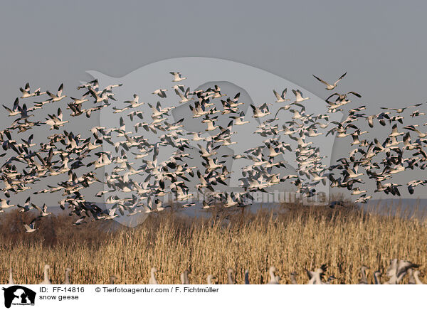 snow geese / FF-14816