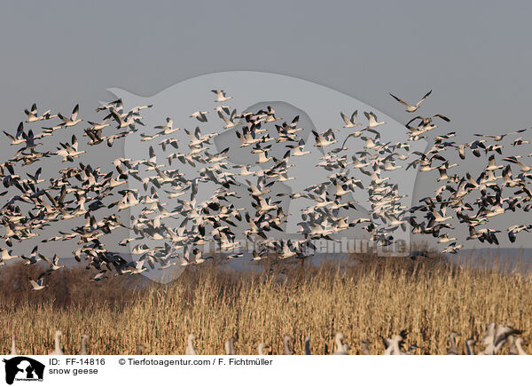 Schneegnse / snow geese / FF-14816