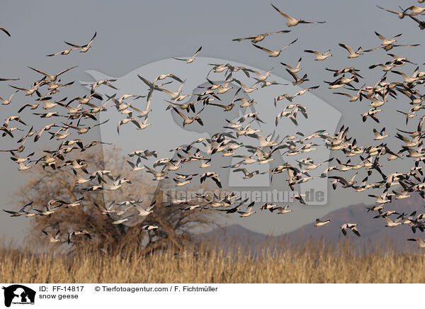 snow geese / FF-14817
