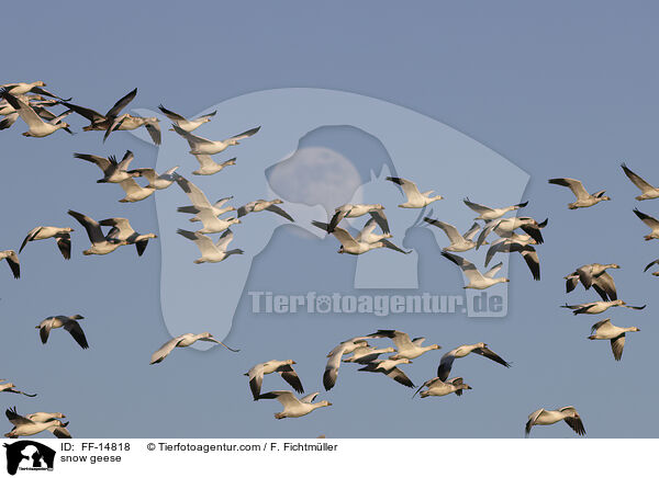snow geese / FF-14818
