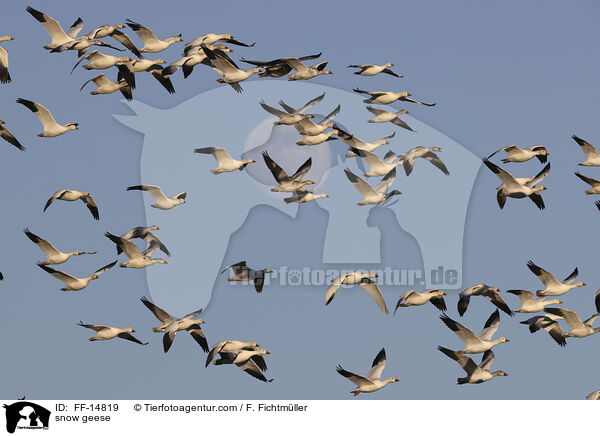 Schneegnse / snow geese / FF-14819