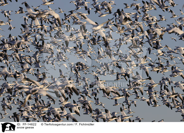 Schneegnse / snow geese / FF-14822