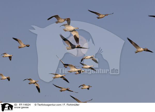 Schneegnse / snow geese / FF-14824