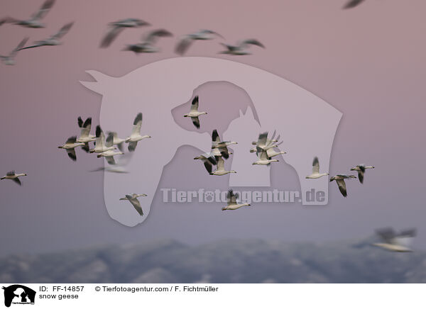 Schneegnse / snow geese / FF-14857