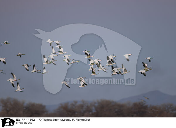 Schneegnse / snow geese / FF-14862
