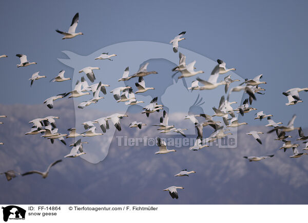 Schneegnse / snow geese / FF-14864