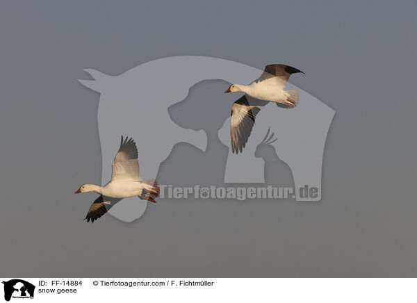 Schneegnse / snow geese / FF-14884