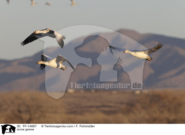 Schneeg�nse / snow geese / FF-14887