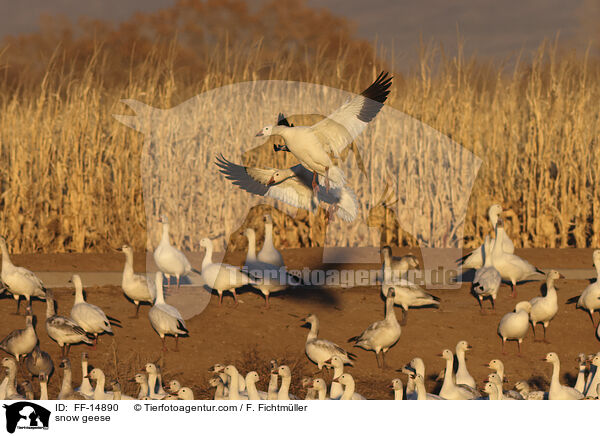 snow geese / FF-14890
