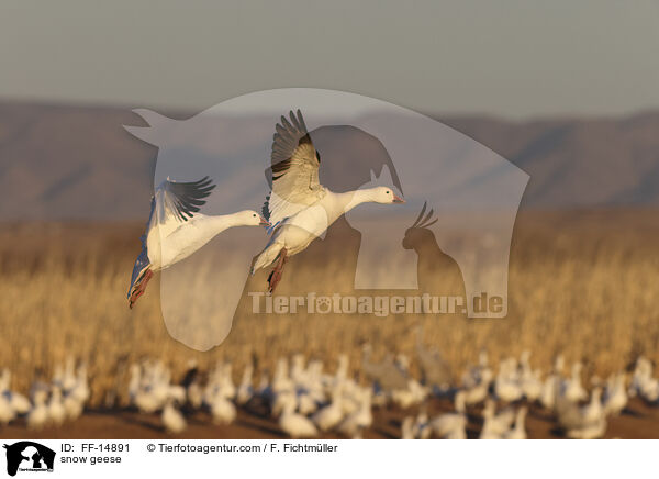 Schneegnse / snow geese / FF-14891
