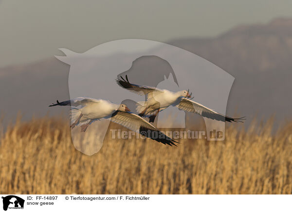 Schneegnse / snow geese / FF-14897