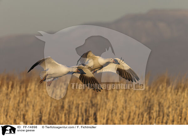 Schneegnse / snow geese / FF-14898