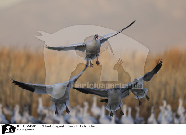 Schneegnse / snow geese / FF-14901