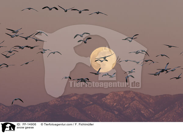 Schneegnse / snow geese / FF-14906