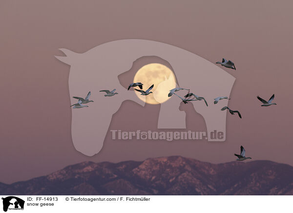 Schneegnse / snow geese / FF-14913