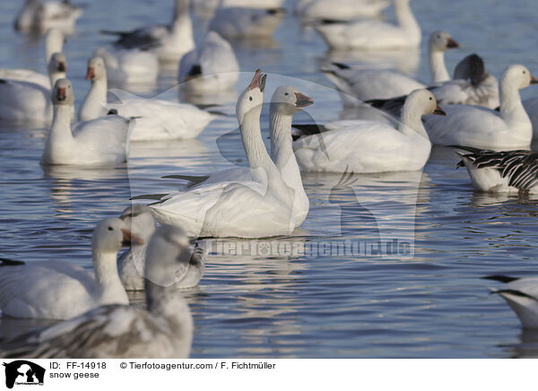 snow geese / FF-14918