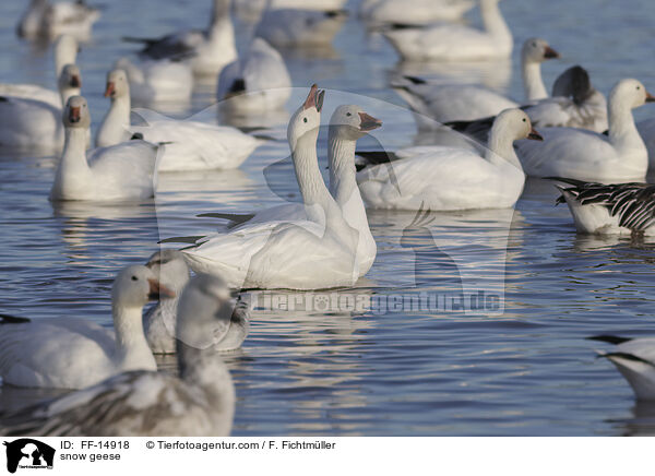 Schneegnse / snow geese / FF-14918