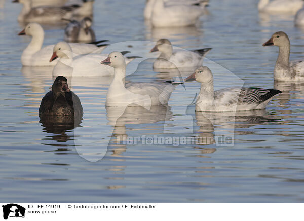 snow geese / FF-14919