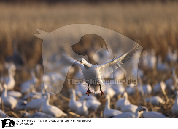 snow geese / FF-14926