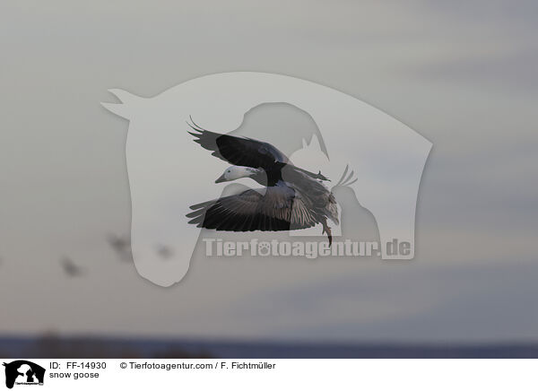 snow goose / FF-14930