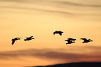 snow geese