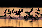 snow geese