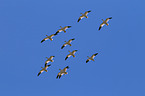 snow geese