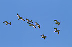 snow geese