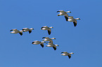 snow geese