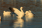 snow geese