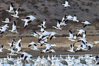 snow geese