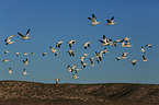 snow geese