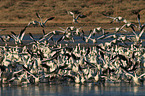 snow geese