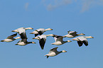 snow geese