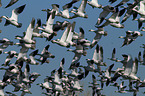 snow geese