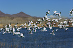 snow geese