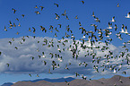 snow geese