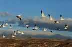 snow geese