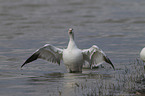 snow goose