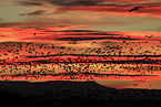 snow geese