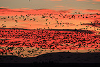 snow geese