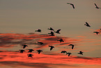 snow geese