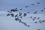 snow geese