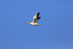 snow goose